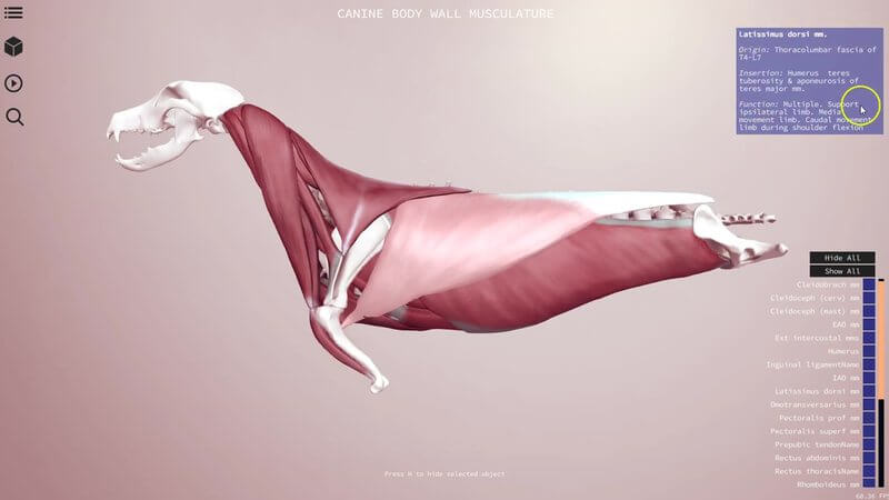 Canine body wall musculature in the IVALA Learn 3D viewer, showing the layered trunk muscles from the neck to the pelvis
