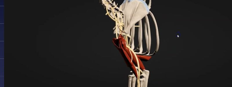 Schematic canine brachial plexus with the nerves and surrounding muscles of the forelimb shown on the skeleton in the IVALA Learn 3D viewer