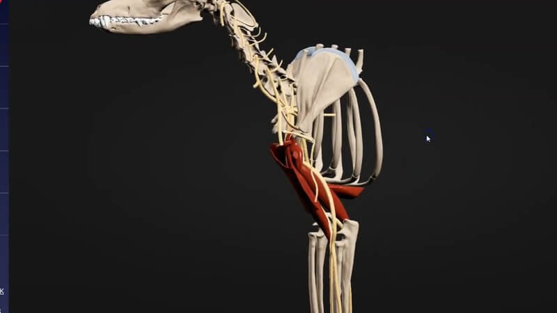 Schematic canine brachial plexus with the nerves and surrounding muscles of the forelimb shown on the skeleton in the IVALA Learn 3D viewer