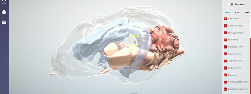Canine brain in the IVALA Learn 3D viewer made semi-transparent to show the ventricles alongside the brainstem and cerebellum