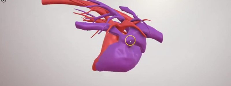 Canine heart and major thoracic vessels in the IVALA Learn 3D viewer, with arteries in red and veins in purple