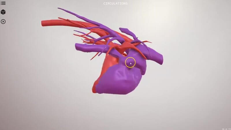 Canine heart and major thoracic vessels in the IVALA Learn 3D viewer, with arteries in red and veins in purple