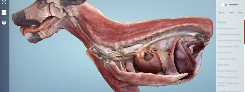 Scanned hemisection of the cranial half of a dog in the IVALA Learn 3D viewer, showing the heart, lungs and cranial abdomen in situ
