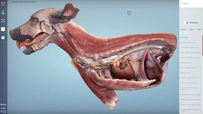 Scanned hemisection of the cranial half of a dog in the IVALA Learn 3D viewer, showing the heart, lungs and cranial abdomen in situ
