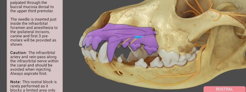 Canine skull in the IVALA Learn 3D viewer with the area anaesthetised by a rostral infraorbital block shaded pink and the block buttons below