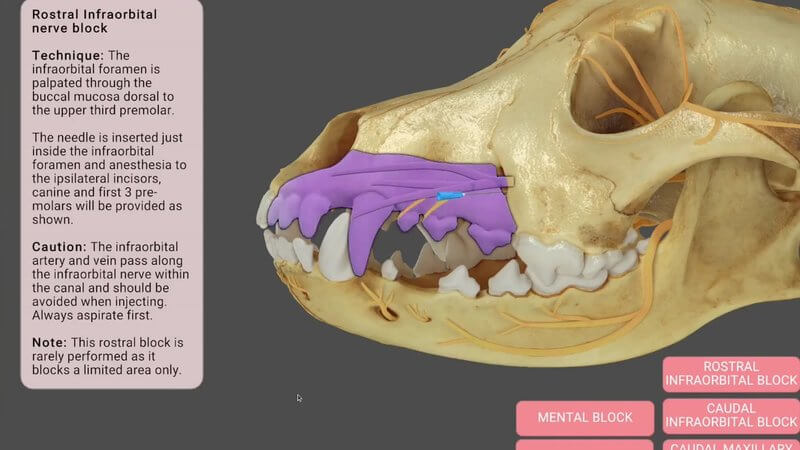 Canine skull in the IVALA Learn 3D viewer with the area anaesthetised by a rostral infraorbital block shaded pink and the block buttons below