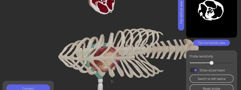 Canine echocardiography simulator screen showing a 3D dog rib cage with the heart, ultrasound probe, sliced heart view and ultrasound image panel