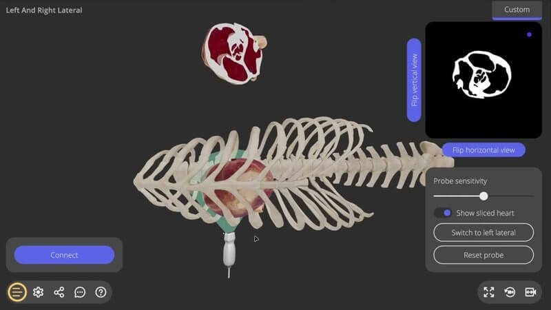 Canine echocardiography simulator screen showing a 3D dog rib cage with the heart, ultrasound probe, sliced heart view and ultrasound image panel