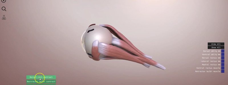 Canine eyeball with its extrinsic muscles in the IVALA Learn 3D viewer, with the muscle function menu open