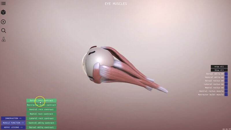 Canine eyeball with its extrinsic muscles in the IVALA Learn 3D viewer, with the muscle function menu open