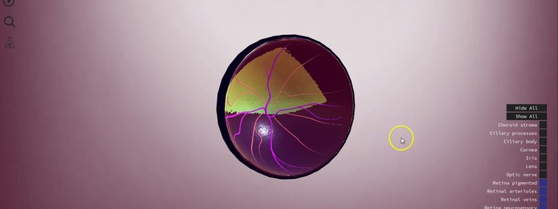 Canine eye in the IVALA Learn 3D viewer cut open to show the fundus, with the tapetum and retinal blood vessels