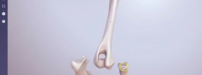 Canine elbow joint in the IVALA Learn 3D viewer with the humerus, radius and ulna split apart to show the articular surfaces