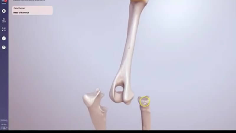 Canine elbow joint in the IVALA Learn 3D viewer with the humerus, radius and ulna split apart to show the articular surfaces