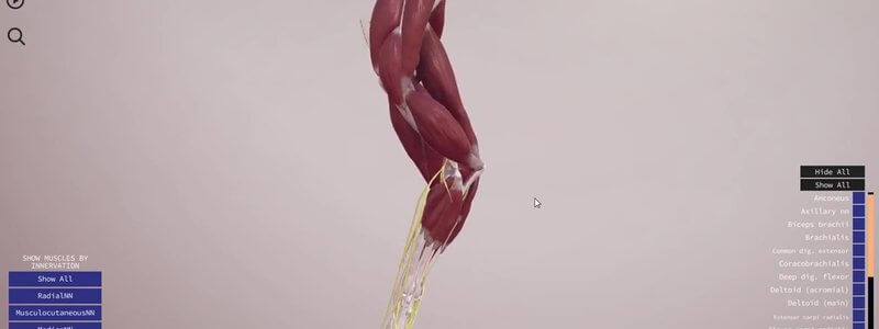 Muscles of the canine forelimb in the IVALA Learn 3D viewer, with the innervation menu in the bottom left corner