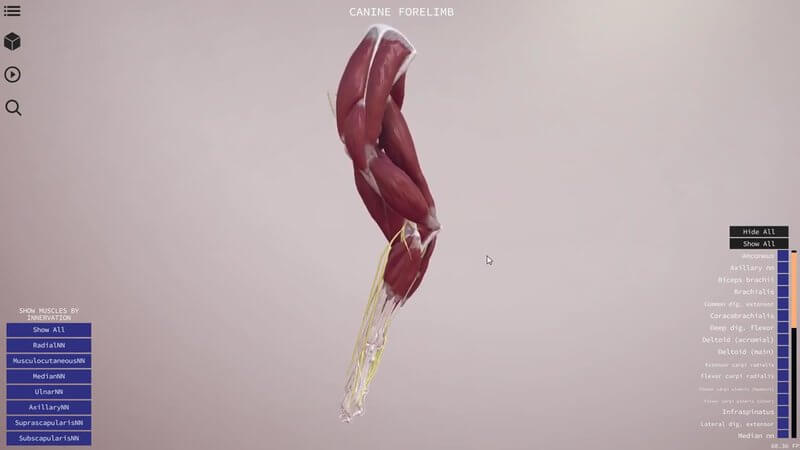 Muscles of the canine forelimb in the IVALA Learn 3D viewer, with the innervation menu in the bottom left corner
