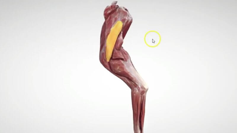 Scanned muscles of the canine forelimb in the IVALA Learn 3D viewer, with one muscle highlighted in yellow
