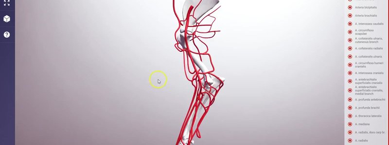 Schematic of the arteries of the canine forelimb in red over the limb bones in the IVALA Learn 3D viewer