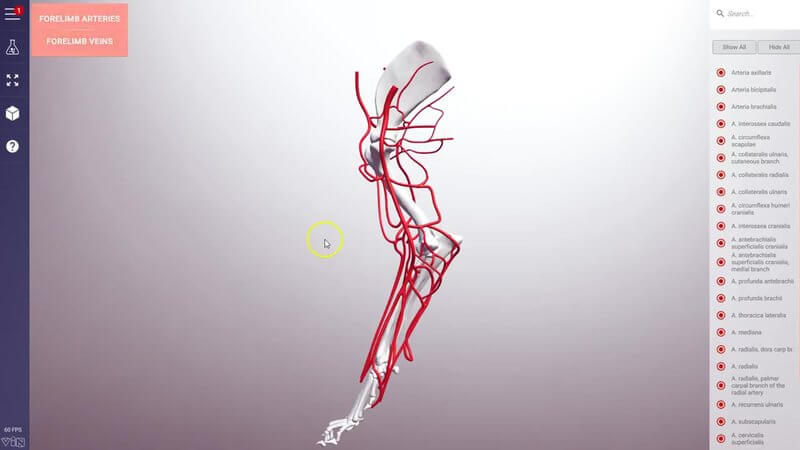 Schematic of the arteries of the canine forelimb in red over the limb bones in the IVALA Learn 3D viewer