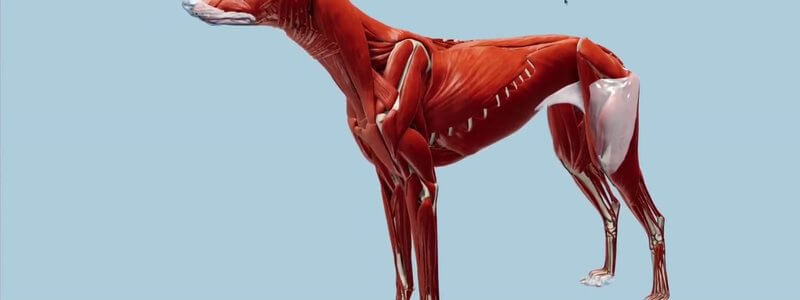Full body musculature of the dog in lateral view in the IVALA Learn 3D viewer