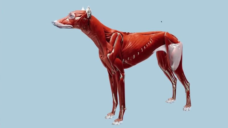 Full body musculature of the dog in lateral view in the IVALA Learn 3D viewer