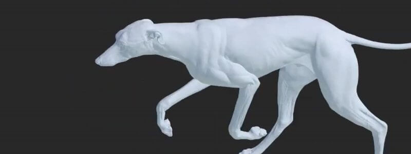 Animated 3D dog mid-stride in the IVALA Learn canine gait animations, with the gait selection panel