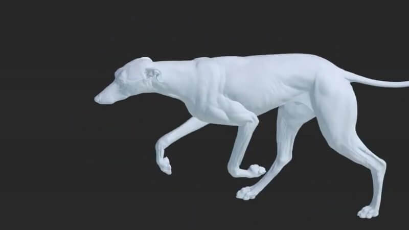Animated 3D dog mid-stride in the IVALA Learn canine gait animations, with the gait selection panel