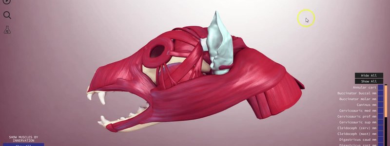 Muscles of the canine head over the skull in the IVALA Learn 3D viewer, with the innervation menu in the bottom left corner