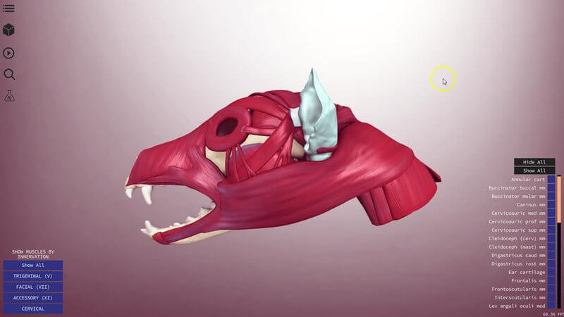 Muscles of the canine head over the skull in the IVALA Learn 3D viewer, with the innervation menu in the bottom left corner