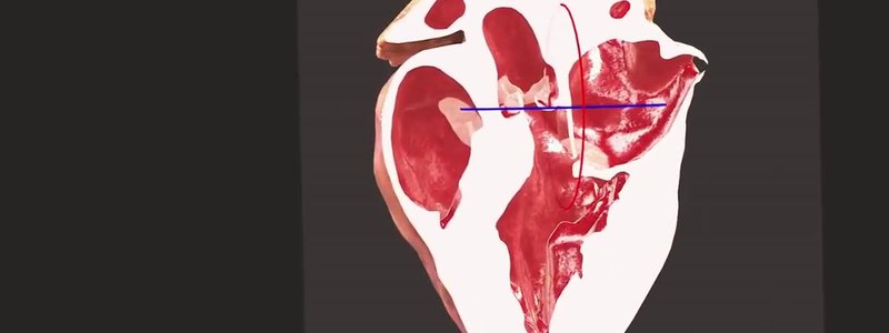 3D canine heart sectioned lengthways by the movable plane in the IVALA Learn Heart Live Section, revealing the chambers and valves