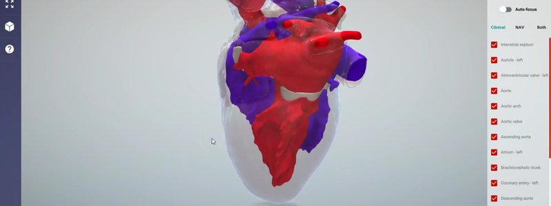 Internal anatomy of the canine heart in the IVALA Learn 3D viewer, with the left side of the circulation in red and the right side in blue