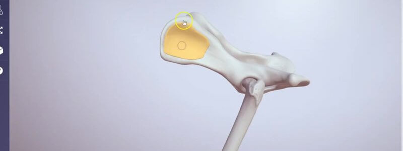 Canine pelvis in the IVALA Learn 3D viewer with the gluteal surface of the ilial wing highlighted as a whole landmark region