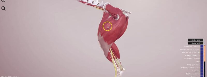 Muscles of the canine hindlimb and pelvis in the IVALA Learn 3D viewer, with one muscle selected and its information panel open