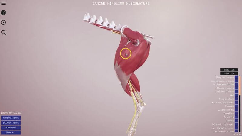 Muscles of the canine hindlimb and pelvis in the IVALA Learn 3D viewer, with one muscle selected and its information panel open
