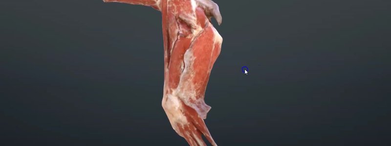 Scan of the muscles of a canine hindlimb from a real cadaver in the IVALA Learn 3D viewer, lateral view