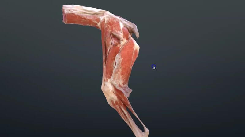 Scan of the muscles of a canine hindlimb from a real cadaver in the IVALA Learn 3D viewer, lateral view