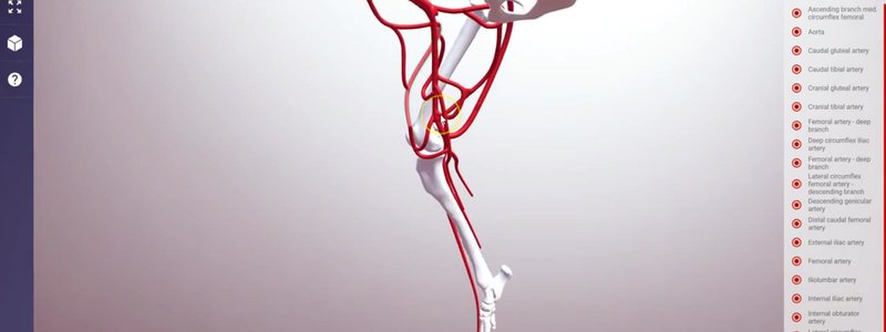 Arteries of the canine hindlimb and pelvis in red in the IVALA Learn 3D viewer