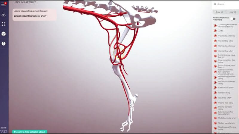 Arteries of the canine hindlimb and pelvis in red in the IVALA Learn 3D viewer