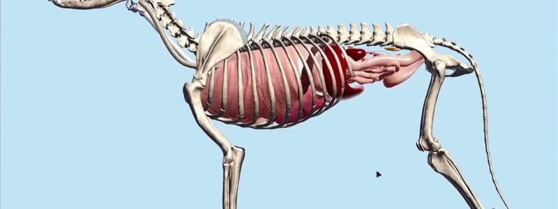 Canine skeleton with the thoracic and abdominal organs in place in the IVALA Learn Canine Internal Organs scene, lateral view