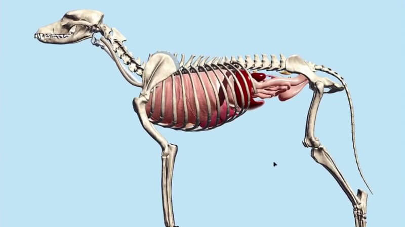 Canine skeleton with the thoracic and abdominal organs in place in the IVALA Learn Canine Internal Organs scene, lateral view