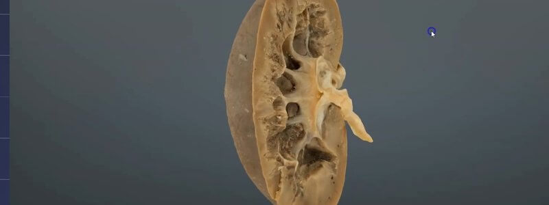 Scanned cut section through a canine kidney in the IVALA Learn 3D viewer, showing the capsule, cortex and medulla