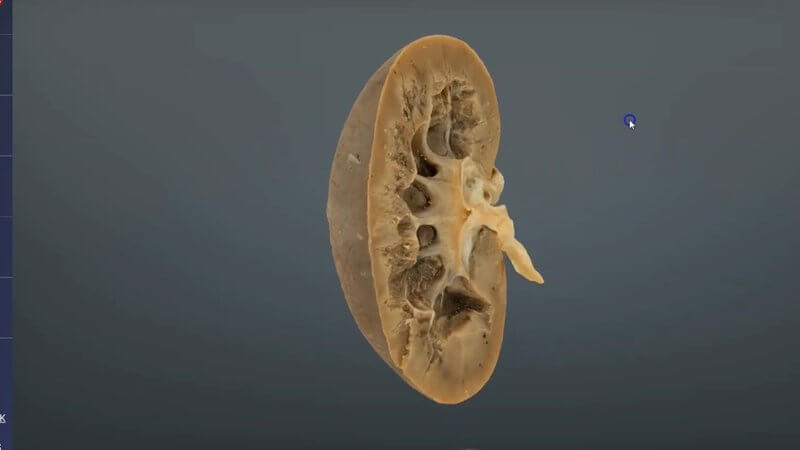 Scanned cut section through a canine kidney in the IVALA Learn 3D viewer, showing the capsule, cortex and medulla