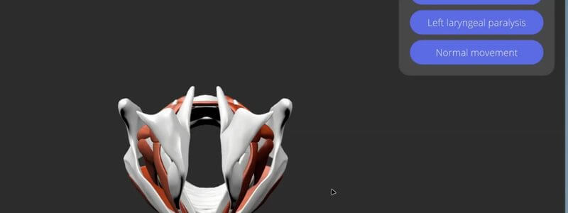 Cranial view of the canine larynx in the IVALA Learn 3D viewer, showing the cartilages, muscles and vocal folds, with the larynx animations panel