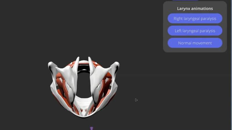 Cranial view of the canine larynx in the IVALA Learn 3D viewer, showing the cartilages, muscles and vocal folds, with the larynx animations panel
