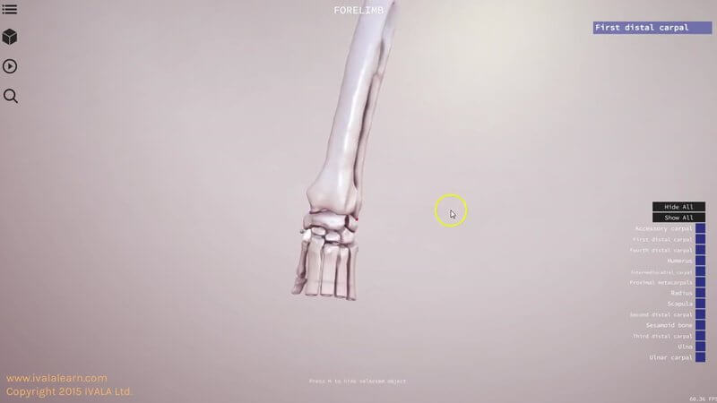 Canine forelimb bones in the IVALA Learn 3D viewer showing the radius, ulna and carpal bones of the carpus