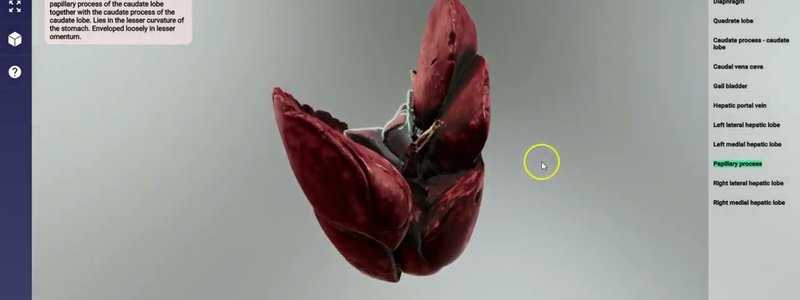 High-detail 3D reconstruction of a scanned canine liver showing lobes and the kidney recess