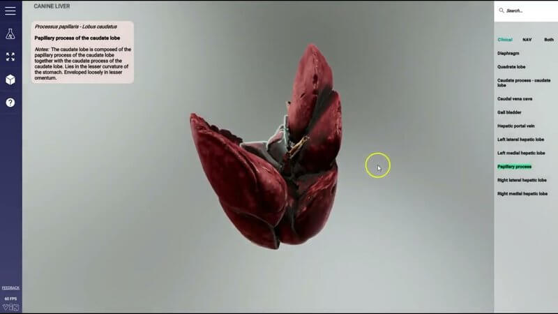 High-detail 3D reconstruction of a scanned canine liver showing lobes and the kidney recess