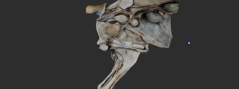 Scanned dissection of the male canine urogenital tract and pelvic region in the IVALA Learn 3D viewer