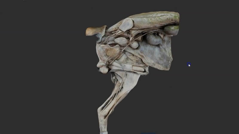 Scanned dissection of the male canine urogenital tract and pelvic region in the IVALA Learn 3D viewer