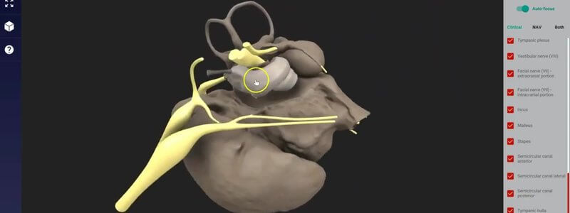 Canine middle and inner ear structures in the IVALA Learn 3D viewer, with the nerves of the region shown in yellow