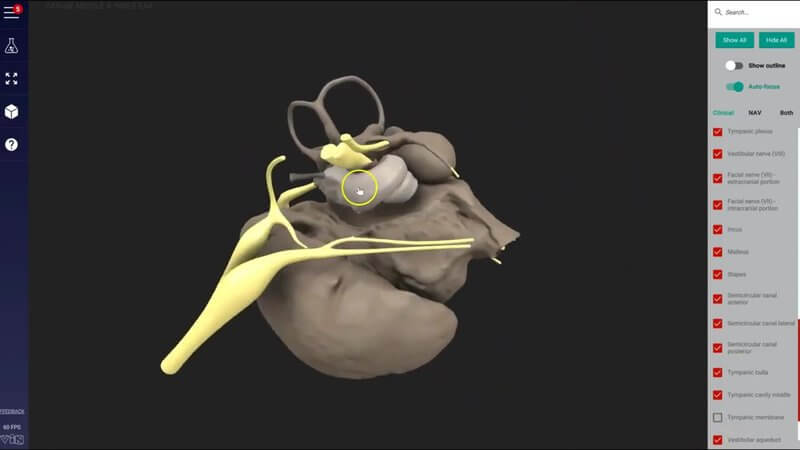 Canine middle and inner ear structures in the IVALA Learn 3D viewer, with the nerves of the region shown in yellow